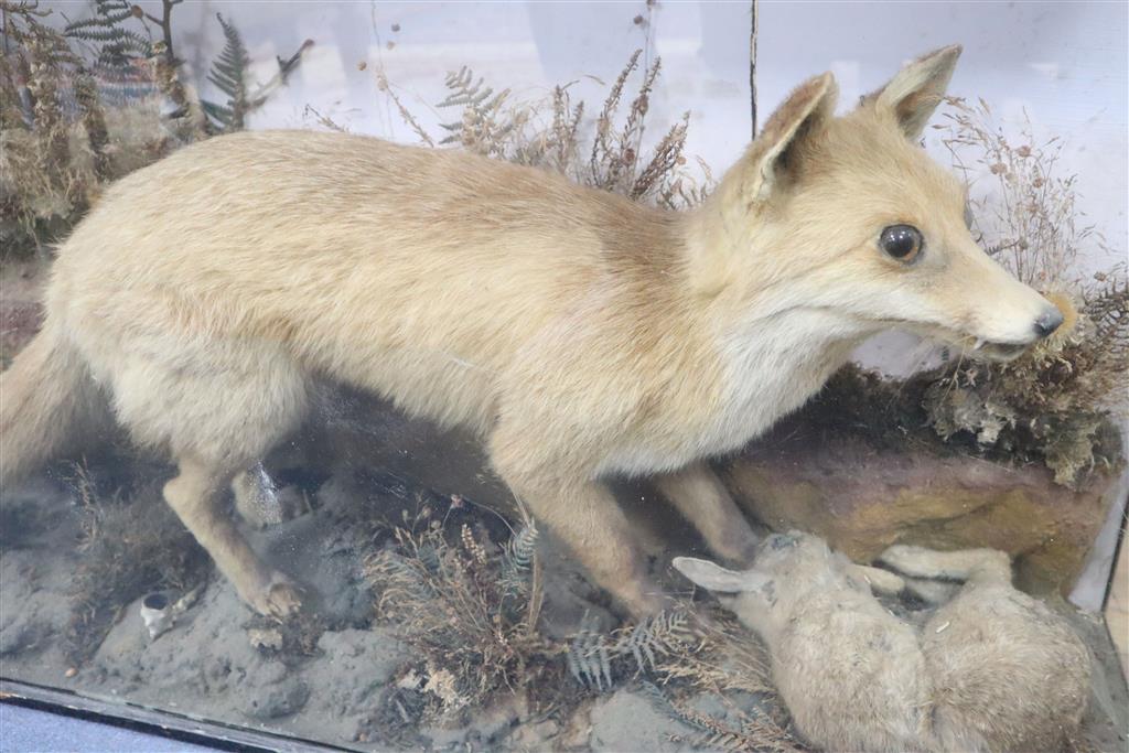 An early 20th century taxidermy fox catching a rabbit, cased, 110 x 65cm